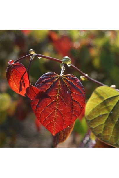 Церцис канадський Форест Пансі
